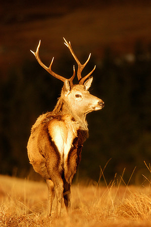 Red Deer in golden sunlight