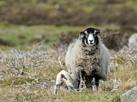 Mother sheep with suckling lamb