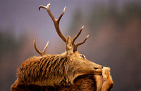Red Deer having a scratch
