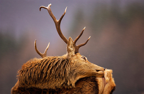 Red Deer having a scratch