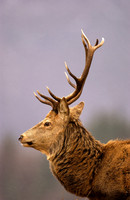 Red Deer