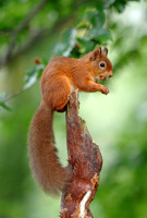 Red Squirrel