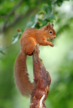 Red Squirrel