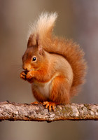 Red squirrel