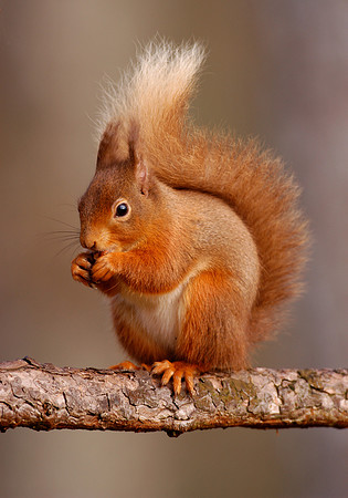 Red squirrel