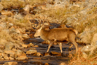 Red Deer in golden sunlight