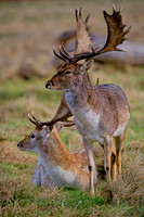 20220128 Bushey Park Deer0127 1 2