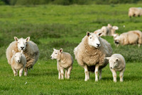 Sheep near Glen Esk,