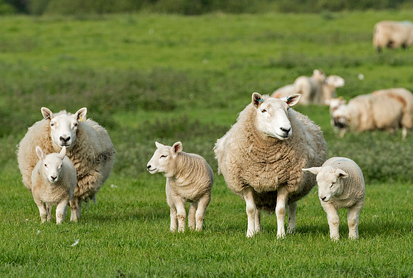 Sheep near Glen Esk,