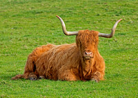 Highland Cow near Glen Esk,