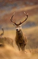 Red Deer