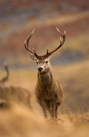 Red Deer