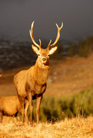 Red Deer in golden sunlight