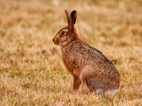 Brown Hare