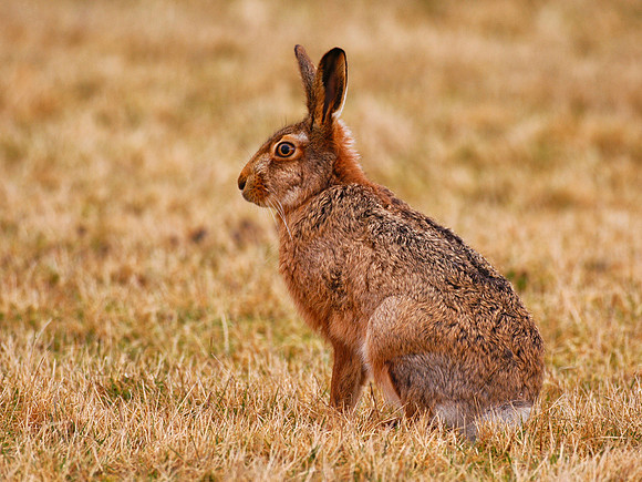 Brown Hare
