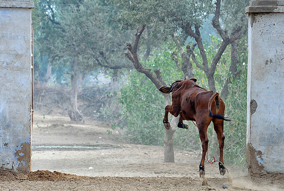 81 Km Endurance Event Stables