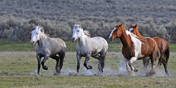 horse-ranch-sombrero-089