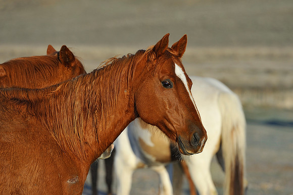 horse-ranch-sombrero-001