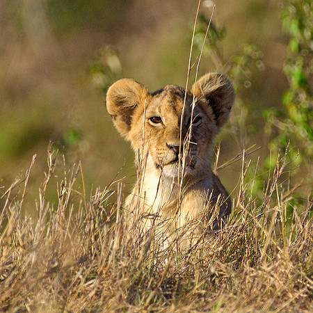 Lion cub in the grass