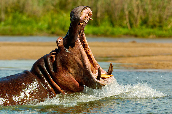 Hippopotamus with jaws open
