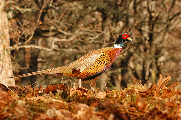 Male Pheasant