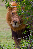 African Wildlife Photography