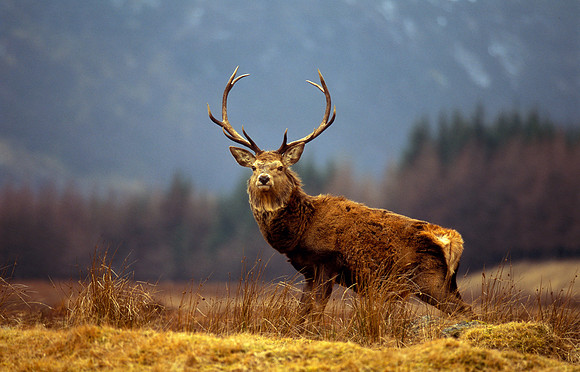 Monarch of the Glen