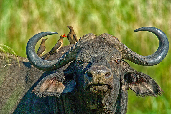 Buffalo with Oxpeckers