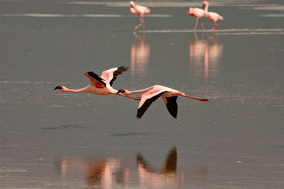 Two Flamingos fly over Lake Makat