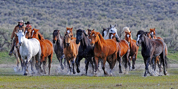 horse-ranch-sombrero-087A