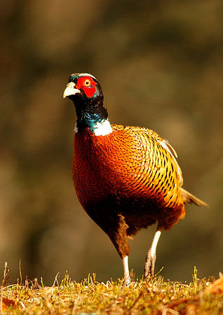 Pheasant 3-081