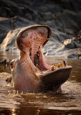 Hippopotamus yawning