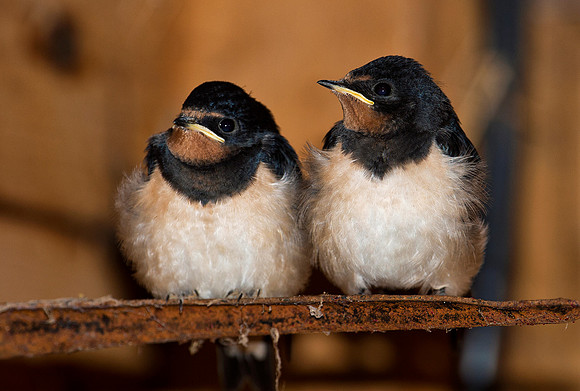 Two fledgling swallows