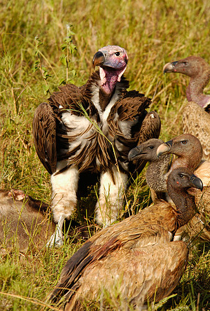 Lappet-faced Vulture