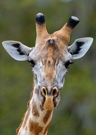 Giraffe portrait headshot