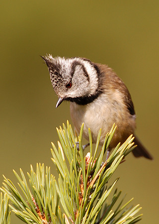 Crested Tit 9193