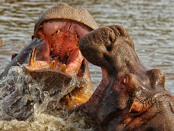 Two Hippopotamus sparing in the water