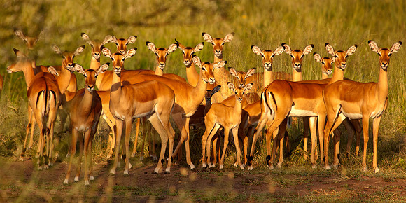Impala Herd_Serengeti_Africa