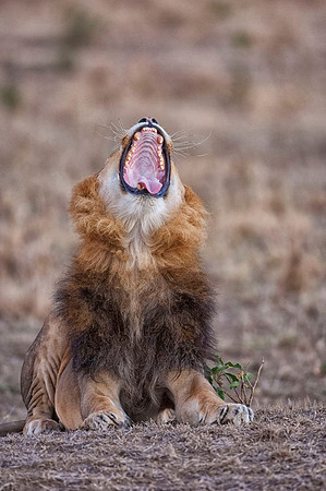 Lion yawning in the morning