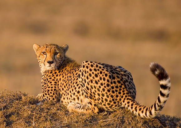 Cheetah sitting on Termite Mound