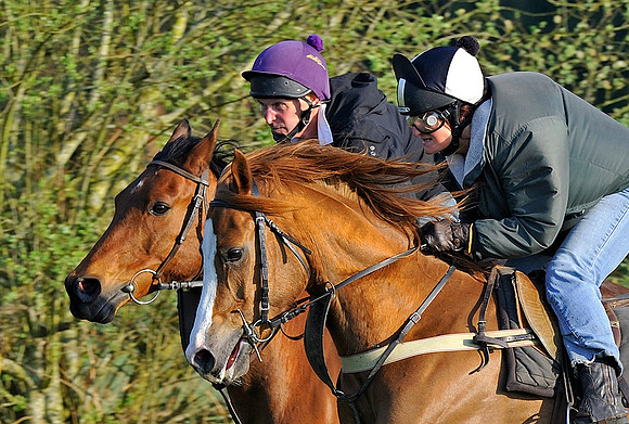 arab-horse-exercise-081P2