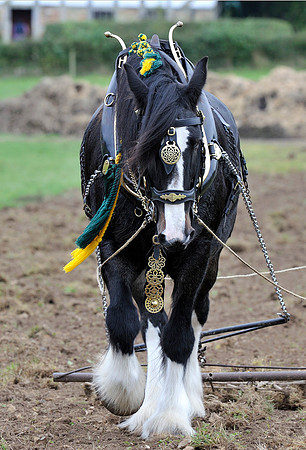 PloughSouthdwnWld.091011.0092