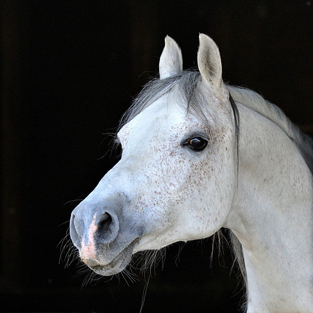 arab-horse-064