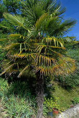 A large Palm tree