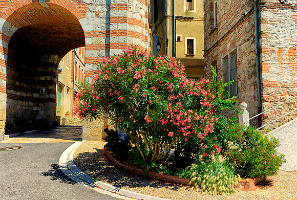 Flowering bush by The Clock Tower