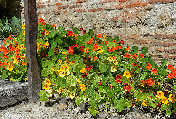 The garden of a 13th house