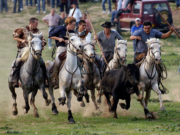 Bandido 'At the Gallop'