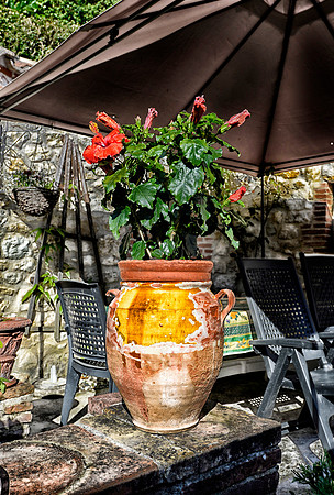 Pot plant