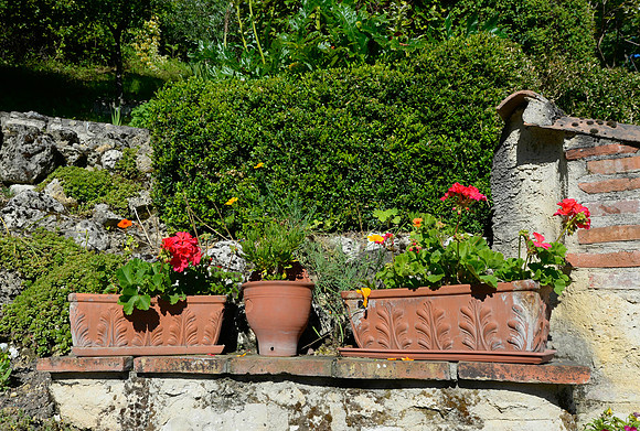 Flowers in the garden