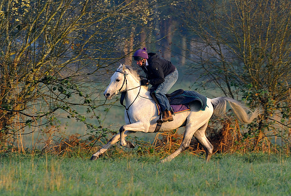 arab-horse-exercise-012